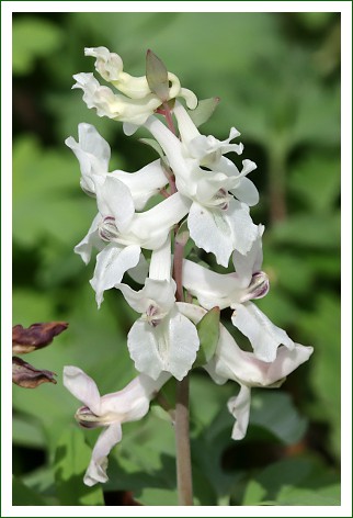 hohler Lerchensporn