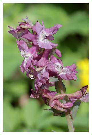 hohler Lerchensporn