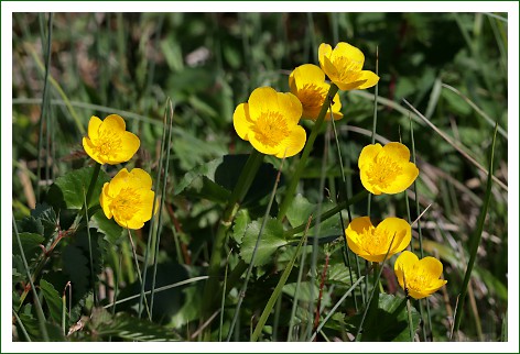 knolliger Hahnenfuß, Butterblume