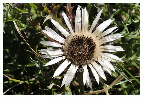 Silberdistel