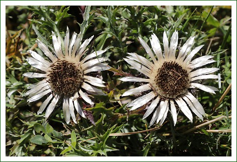 Silberdistel
