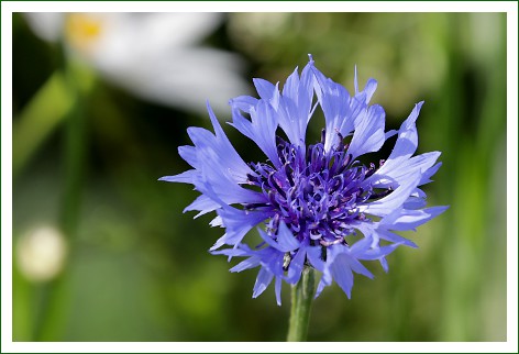 Kornblume