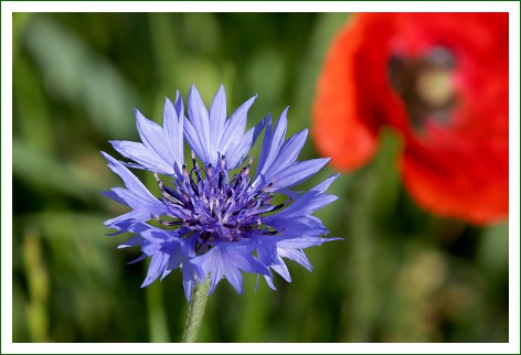 Kornblume