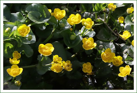 Sumpfdotterblume