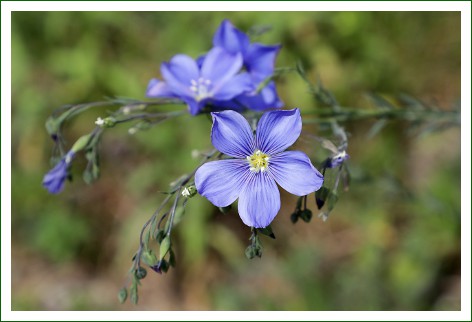 gemeiner Lein, Flachs