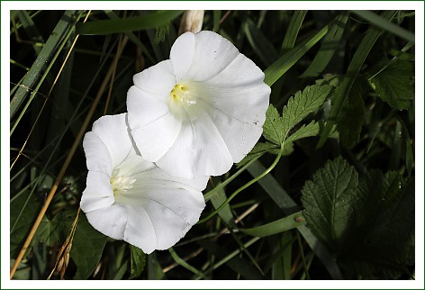 Zaunwinde