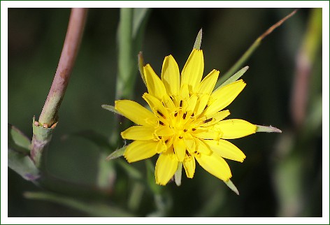 Wiesenbocksbart