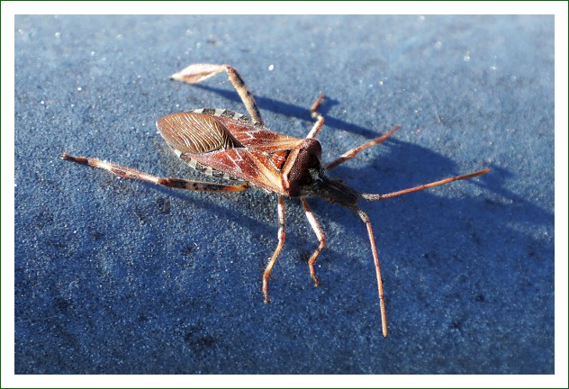 Amerikanische Kiefernwanze