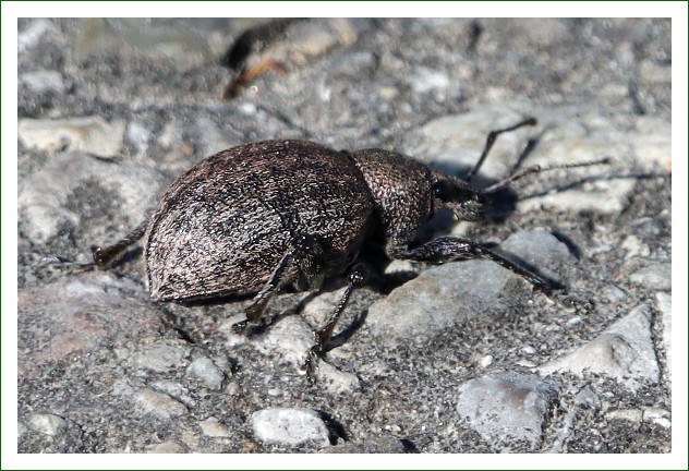 gefurchter Dickmaulrüssler
