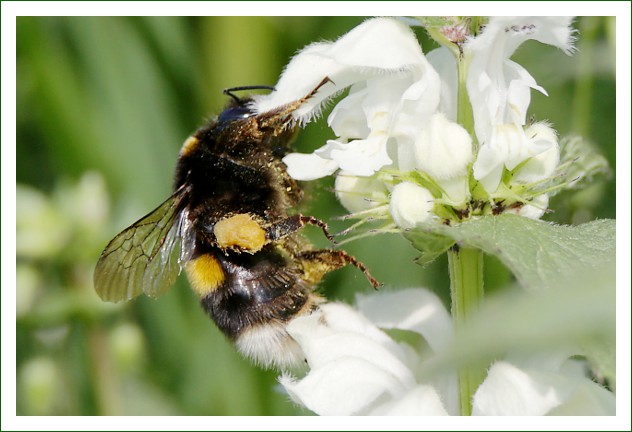 Erdhummel