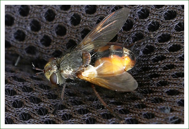 Igelfliege