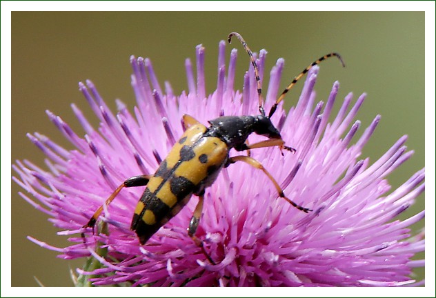 gefleckter Schmalbock