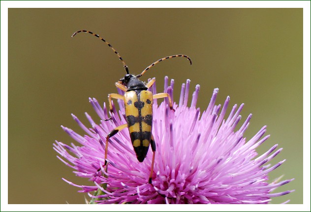 gefleckter Schmalbock