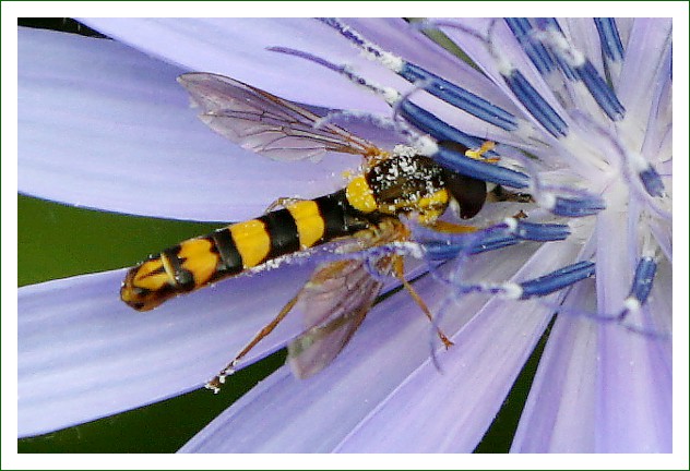 gewöhnliche Langbauch-Schwebefliege