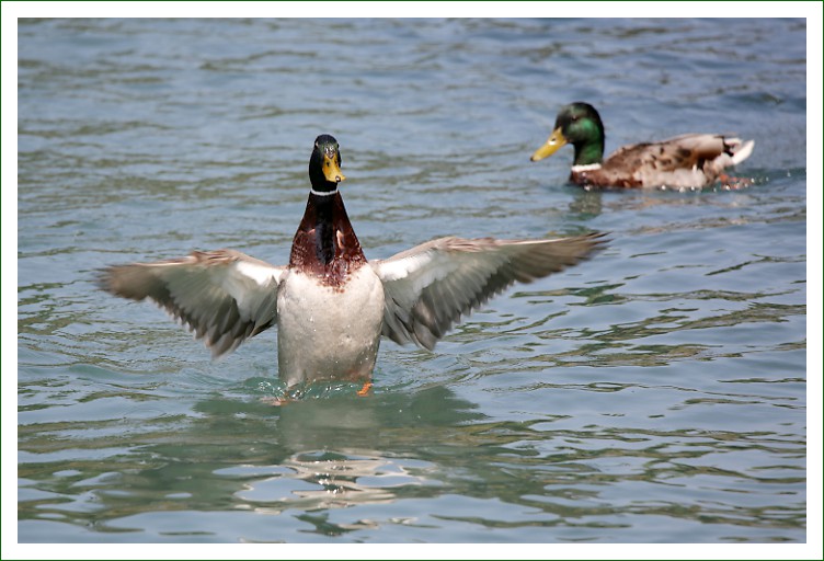 Stockente