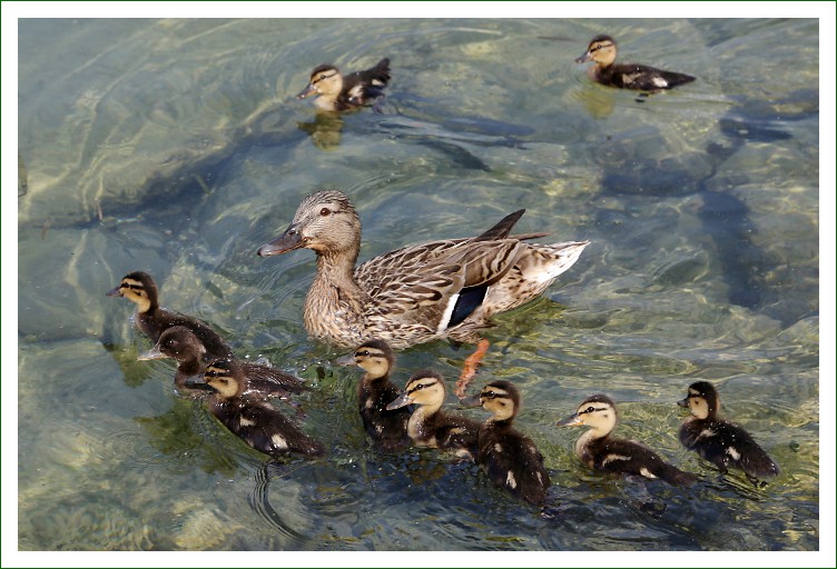 Stockente