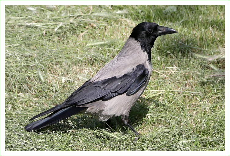 Nebelkrähe