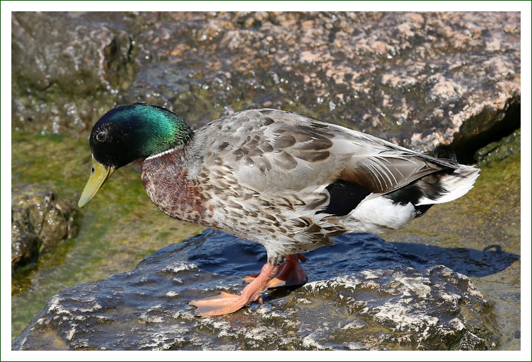 Stockente