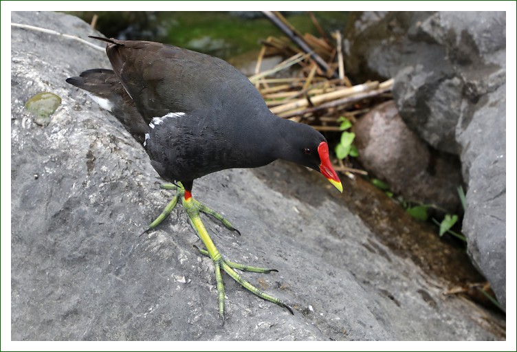 Teichhuhn