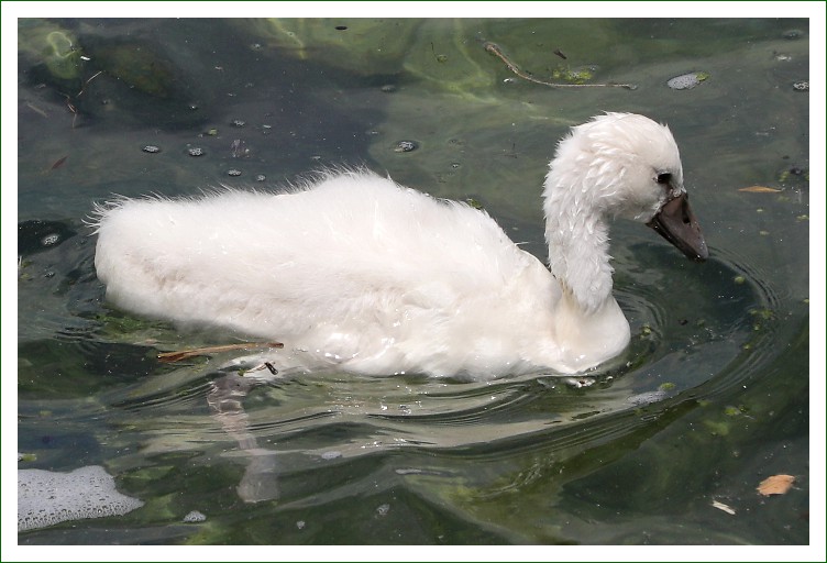Höckerschwan