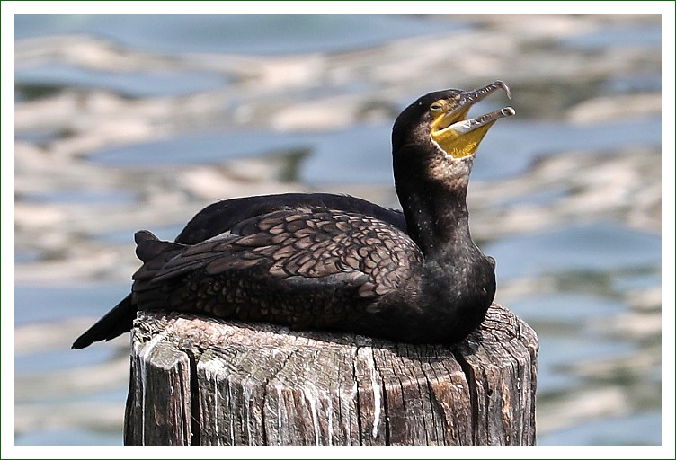 Kormoran