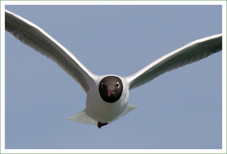 Lachmöwe