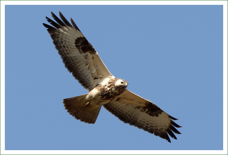 Raufußbussard