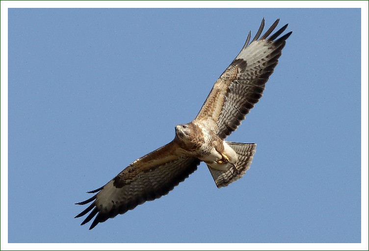Mäusebussard