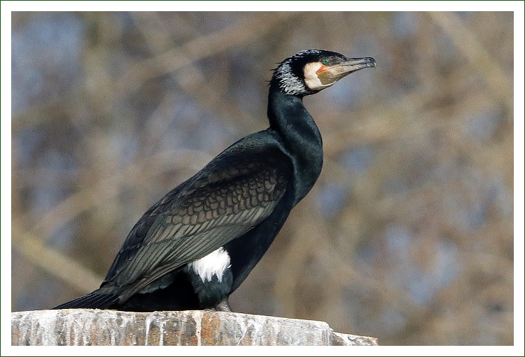 Kormoran