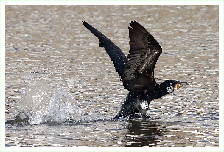 Kormoran