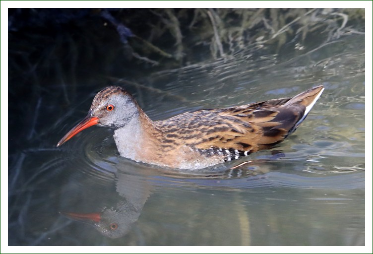 Wasserralle