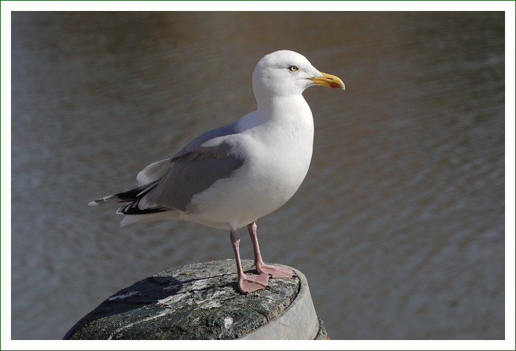 Silbermöwe