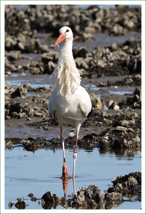 Klapperstorch