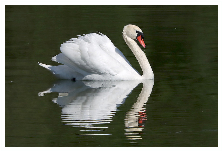 Höckerschwan