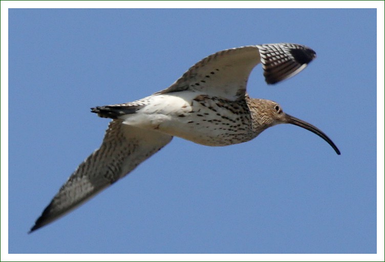 großer Brachvogel