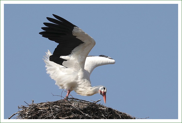 Klapperstorch