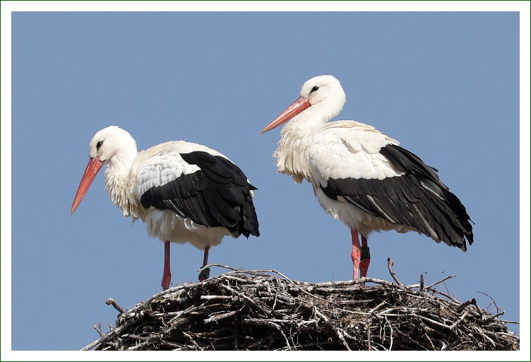 Klapperstorch