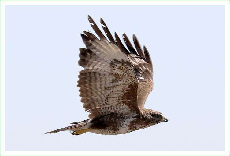 Mäusebussard