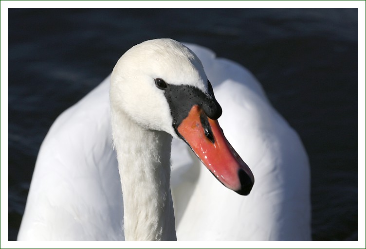 Höckerschwan
