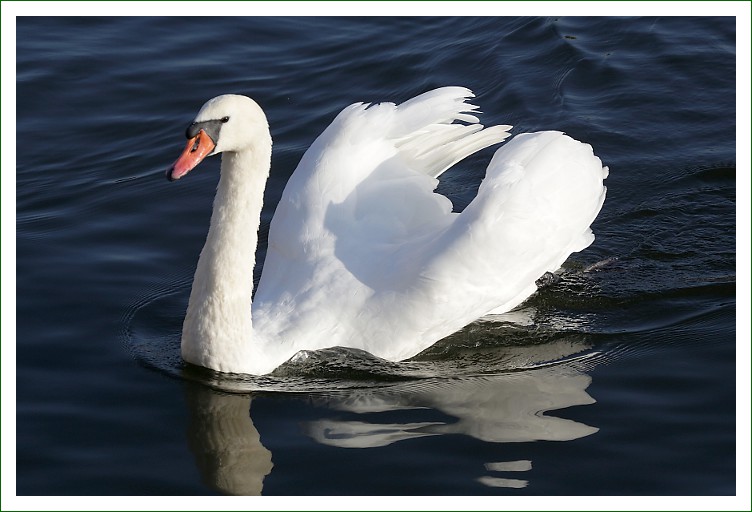 Höckerschwan