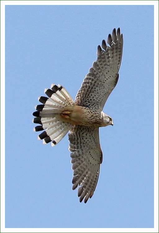 Turmfalke
