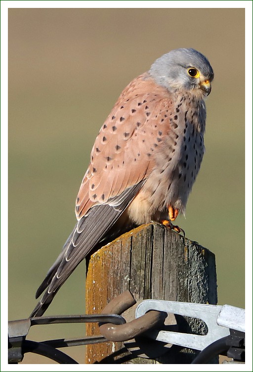 Turmfalke