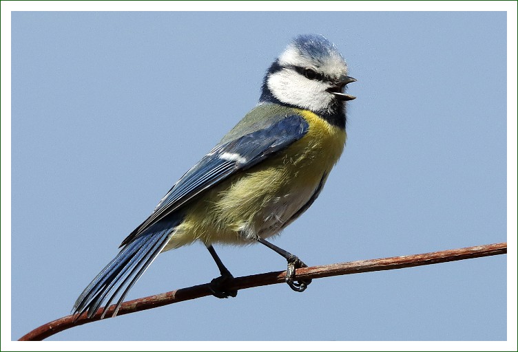 Blaumeise